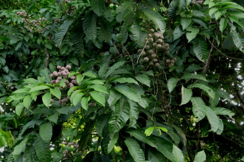 Lecaniodiscus cupanioides